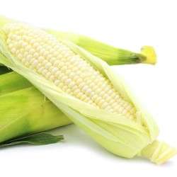 White corn for food processing Indonesia