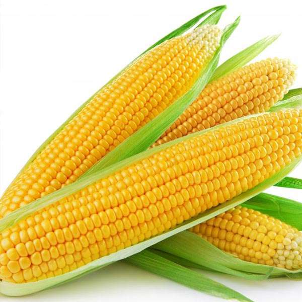 Premium yellow corn from Indonesia